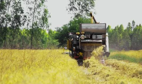 Combine harvesters in the rice fields Stock Photos