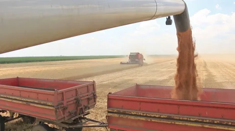 Combine harvesters unloading wheat Stock Footage 52236396