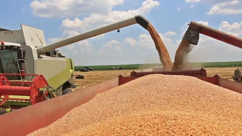Combine harvesters unloading wheat Stock Footage 73172251