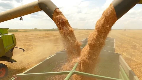 Combine harvesters unloading wheat Video stock 95170833