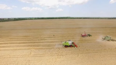 Combine harvesters while harvest wheat Stock Footage 52515693