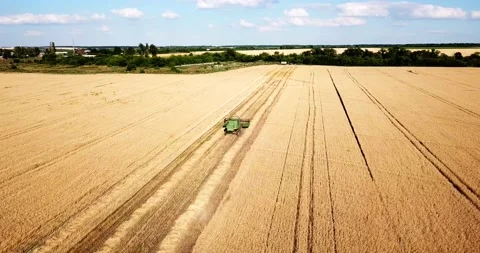 Combine harvesters working in wheat field from drone. Crop season Stock Footage