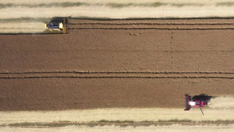 Combine harvesters working in wheat field during harvest season aerial view Stock Footage 302092820