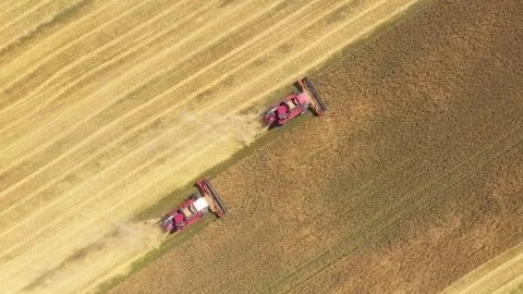 Combine harvesters working in wheat field during harvest season aerial top view Stock Footage 309691625