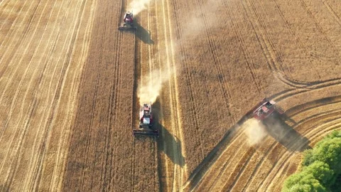 Combine harvesters working in wheat field during harvest season Stock Footage 314657101