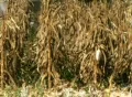 Combine Harvesting Corn 01 SD Footage