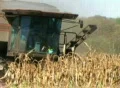 Combine Harvesting Corn 02 Footage