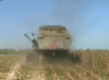 Combine Harvesting Corn 04 Footage