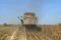 Combine Harvesting Corn 04 Footage