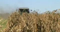 Combine Harvesting Corn 05 HD Footage