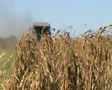Combine Harvesting Corn 05 SD Footage