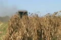 Combine Harvesting Corn 05 Footage