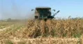 Combine Harvesting Corn 06 HD Footage