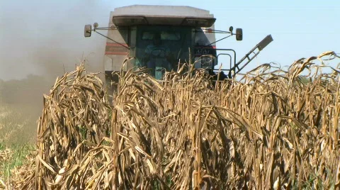 Combine Harvesting Corn 06 Stock Footage 106314