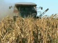 Combine Harvesting Corn 06 Footage
