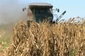 Combine Harvesting Corn 06 Footage
