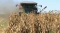 Combine Harvesting Corn 06 HD Footage