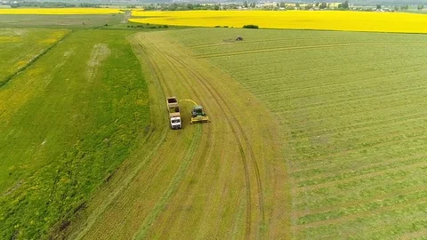 Combine Harvesting Corn and Unloading Grains into Trailer. Stock Footage 77277640
