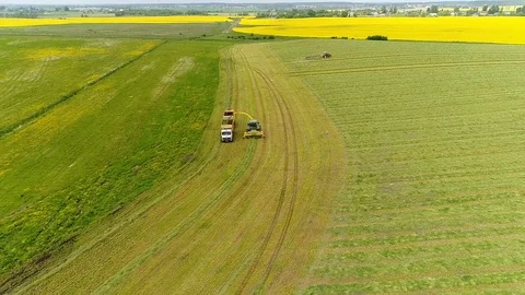 Combine Harvesting Corn and Unloading Grains into Trailer. Stock Footage 77277719
