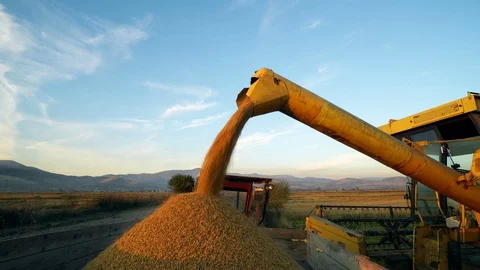 Combine Harvesting Corn and Unloading Grains into Tractor Trailer Stock Footage 91373649
