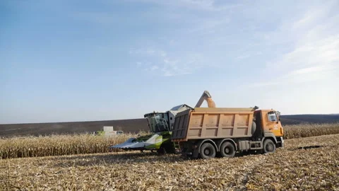 Combine harvesting corn and unloading grains into trailer Stock Footage 97776523