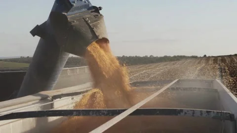 Combine Harvesting Corn And Unloading Grains Into Tractor Trailer. Beautiful sky Stock Footage 336581359