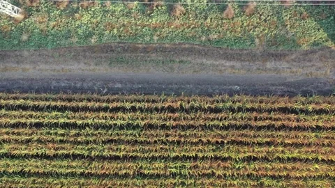 Combine harvesting corn in the fields Stock Footage 166510994