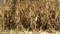 Combine Harvesting Corn HD Footage