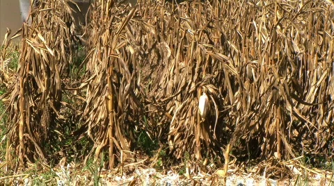 Combine Harvesting Corn Stock Footage 84725