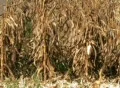 Combine Harvesting Corn Footage