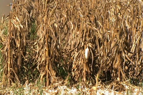 Combine Harvesting Corn 動画素材 2728753