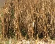 Combine Harvesting Corn SD Footage