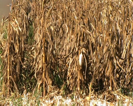 Combine Harvesting Corn Stock Footage 2821811