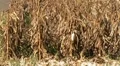 Combine Harvesting Corn HD Footage