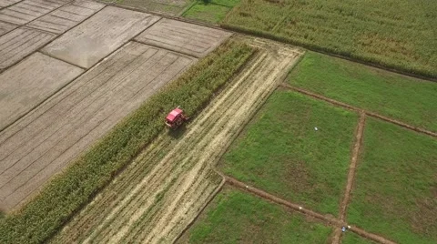 Combine harvesting corn machine Video stock 68359177