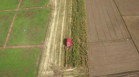 Combine harvesting corn machine Video stock 68359202