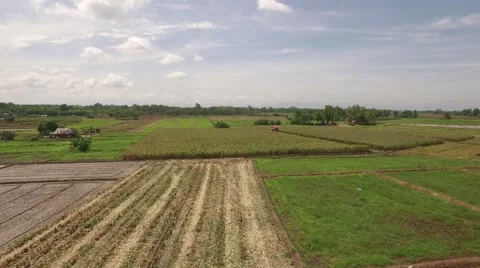 Combine harvesting corn machine Stock Footage 68359355