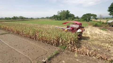 Combine harvesting corn machine Video stock 68359419