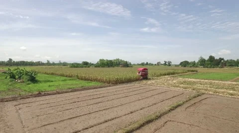 Combine harvesting corn machine Video stock 68359617