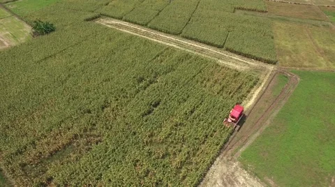Combine harvesting corn machine Video stock 68359768