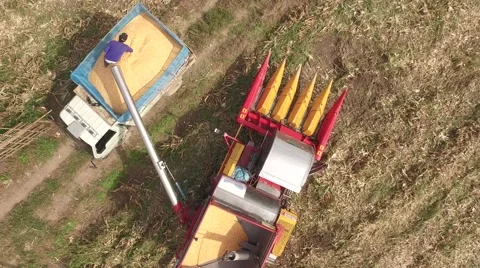 Combine harvesting corn machine 스톡 동영상 68360746