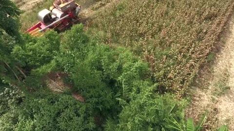 Combine harvesting corn machine 스톡 동영상 68360763