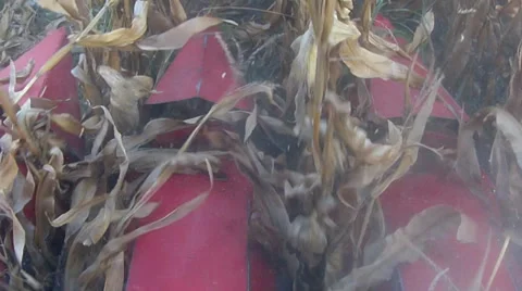Combine harvesting corn, slow motion Stock Footage 30582264