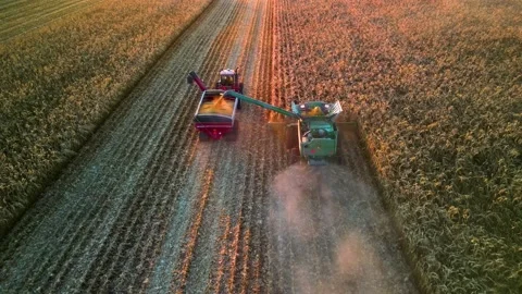 Combine harvesting corn at sunset in rural Wisconsin. (2) Stock Footage 220220189