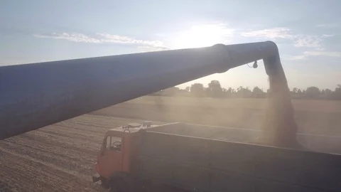 Combine harvesting corn. unloading of grain into a truck Stock Footage 94954510
