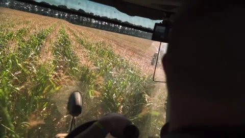 The combine is harvesting corn. View from the cab. Stock Footage 249903197