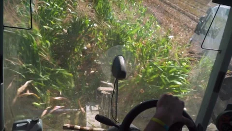 The combine is harvesting corn. View from the cab. Stock Footage 249903231