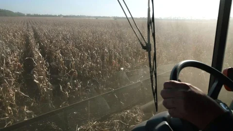 Combine Harvesting corn, view from driver cabine Stock Footage 101753030