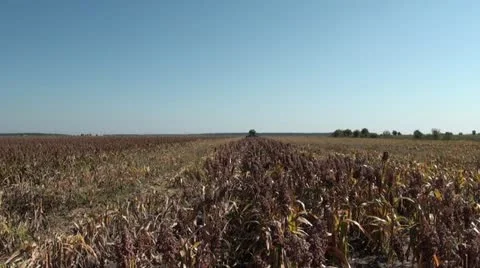 Combine harvesting 스톡 동영상 12169213