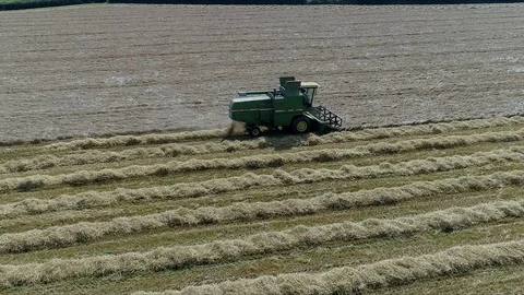 Combine harvesting grain in the field Stock Footage 79441541